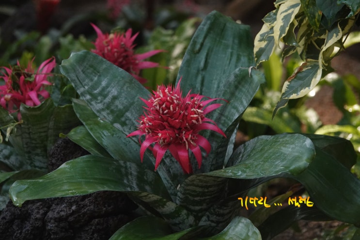 대구 수성 매호천변에 생각을 담는 정원