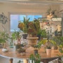 성수동 식물편집샵 내추럴리내추럴, 디자인 식물마켓