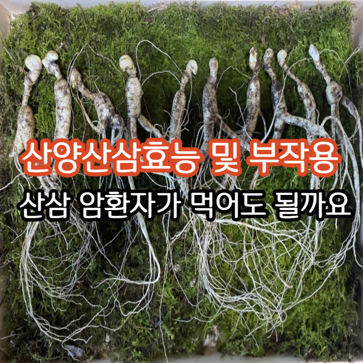 산양산삼효능 및 부작용 산삼 암환자가 먹어도 될까요 : 네이버 블로그