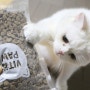 고양이건식사료 비타파우 그레인프리 오븐사료 치킨&크릴맛 후기