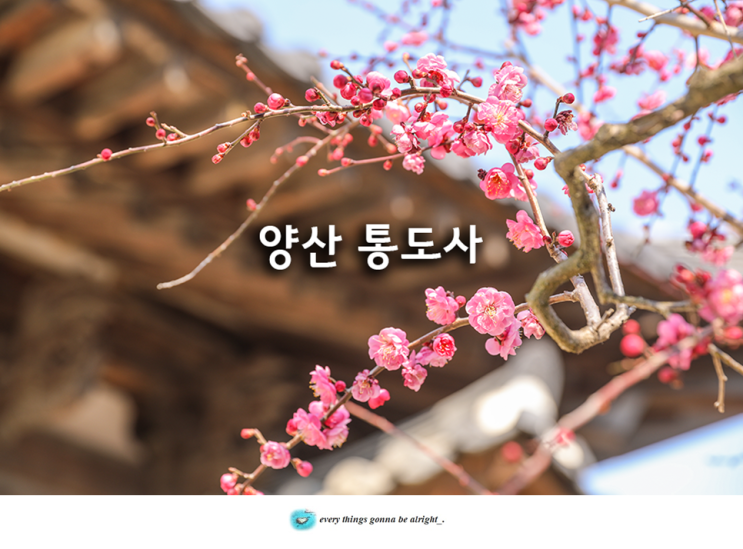 울산 근교 가볼만한곳 양산 통도사 홍매화(자장매) 통도사 암자 서운암 : 네이버 블로그