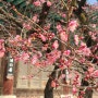 봄의 시작, 양산 통도사 자장매(홍매화) 개화(23.02.19 방문)