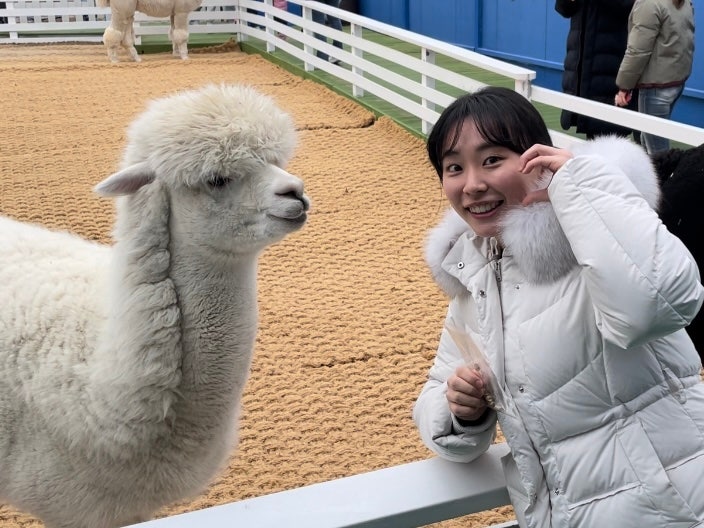 [평창] 마추픽추 휘닉스파크 근처 알파카 체험 카페