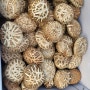 참나무 원목 생표고버섯이 제일 좋은 시기는 봄