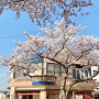 제주도 벚꽃 명소: 전농로 벚꽃 만개일에 다녀온 후기 (3월 넷째 주, 주차 tip)