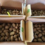 수미감자심는날 편백톱밥으로재배하는감자