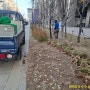 서울 인천 아파트,공원녹지, 화단에 심기 좋은 회양목 울타리 묘목 0.3 *0.3 판매 시공