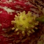 코로나 바이러스를 닮은듯한 한국앉은부채의 특별한 꽃