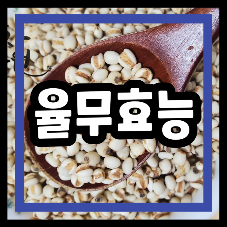 율무(율무쌀)의 효능과 건강 효과 영양성분 율무밥 율무차 등 다양한 요리 음식과 음료 활용방법 부작용 보관방법 : 네이버 블로그