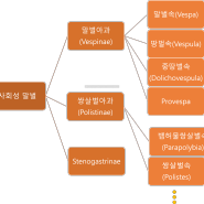 국내 사회성 말벌과(vespidae)종 목록 수정