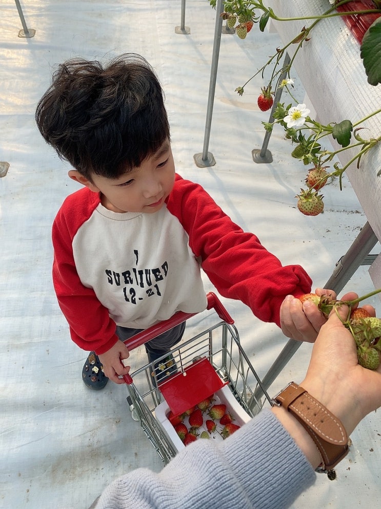 일산 딸기농장 다인이네딸기체험농장 5살 아이와 함께 데이트