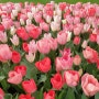 큐겐호프 Keukenhof 정원 튤립 축제 : 3월~5월 네덜란드 여행이라면 필수