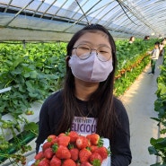 인천 딸기체험 고씨딸기체험농원