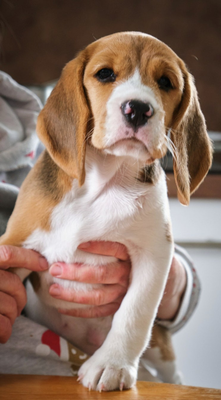 3대 악마견 지랄견? 비글 키우기 어렵나요? : 네이버 블로그, image size:743x1345