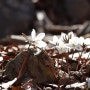 변산바람꽃 봄꽃마중 하러 의림사계곡 다녀왔어요.