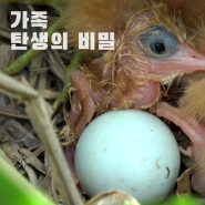 EBS다큐프라임 <가족 탄생의 비밀>