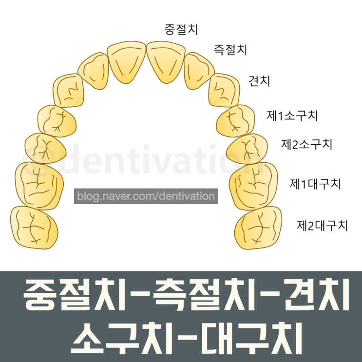 치아 이름 정말 쉽게 알아보기 (쉬움 주의) - 치아이름 영어로, 영어 발음, 치과용어 : 네이버 블로그