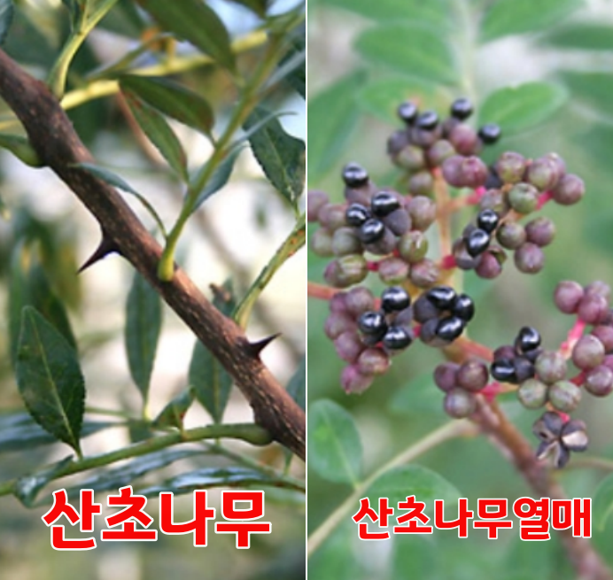 산초효능 산초잎,열매,기름 효능 및 부작용 산초제피 다른점 : 네이버 블로그