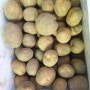 황금농장 감자 심기