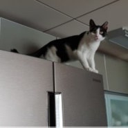 고양이습성 높은곳에 올라가는 고양이, 집사들 관찰하는 재미