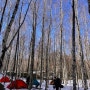 [캠핑] 1박 2일 강원도 정선 자작나무숲 백패킹 마지막 동계 백패킹