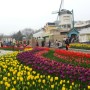 2023년 가볼만한 봄꽃축제(매화,산수유,벚꽃,튤립,장미 등)