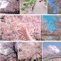 4월 5월 꽃피는 서울근교 봄 벚꽃 핫스팟 명소 베스트 TOP 5