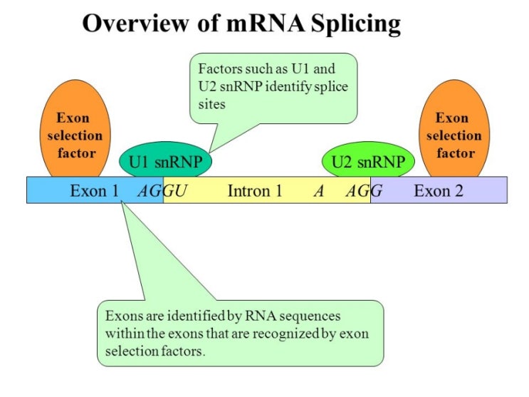 mRNA Splicing : 네이버 블로그
