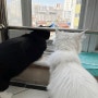 고양이 체중관리 사료 로얄캐닌FIT 급여후기 (feat.로얄캐닌센서블)