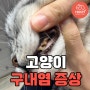 고양이 구내염 증상 이렇다고?