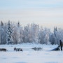 Alaska #11. 알래스카 페어뱅크스 개썰매 구경하기