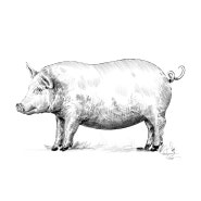 신세계매거진, ‘맛 좋은 돼지의 재발견’ 일러스트레이션 | illustration for Shinsegae Magazine, March 2023-issue 56
