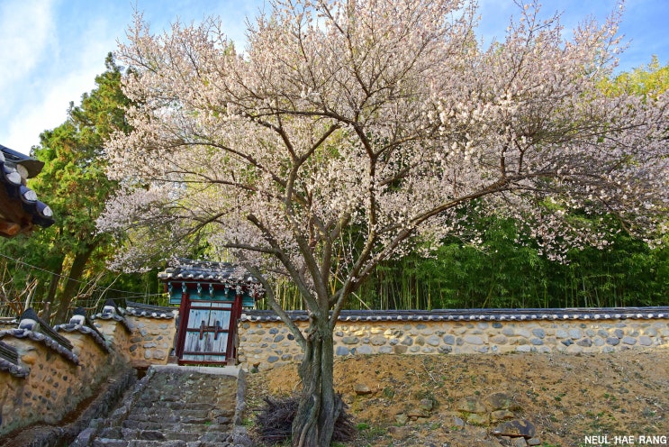 밀양 매화 명소 밀양향교 매화 만개 절정 3월 3일 방문기...