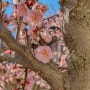 봄꽃나들이 통도사 홍매화 2023년 3월 3일 방문 후기 개화 상태