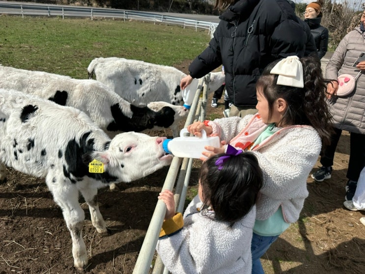 [제주] [아이랑 제주여행]아이랑 가볼만한 곳 - 어니스트밀크 본점