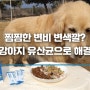 애견유산균, 강아지 변비 변색깔 고민 펫생각 프로바이오틱스