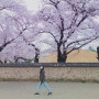 경주 벚꽃여행 꼭 가야할 곳 : 대릉원 돌담길, 청보리밭, 월정교