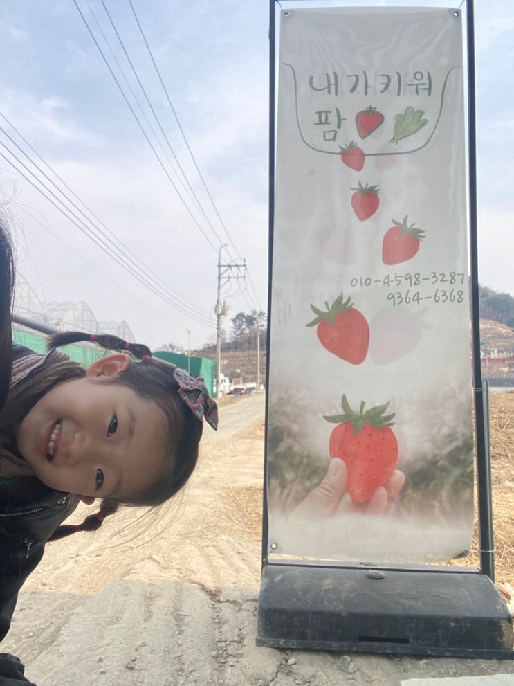 [창원] 동읍 딸기체험 내가키워팜/가월돈까스/주남저수지...