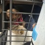 뉴질랜드 오클랜드에 무사히 도착한 푸들 럭키 : 강아지 고양이 뉴질랜드 이민 절차 비용 수입허가서 2차 검사 절차 비용