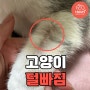 고양이 털빠짐 이것 때문이에요