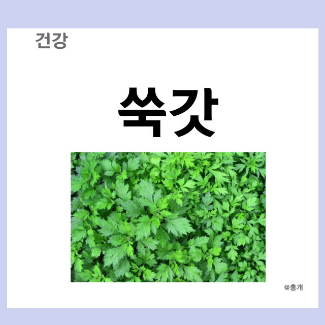 쑥갓 효능 부작용 쑥갓 칼로리 보관법 : 네이버 블로그
