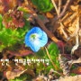 〔인천서구〕 '연희공원자연마당'에서 만난 이른 봄꽃들
