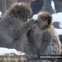 일본 나가노 여행3 - 원숭이 온천