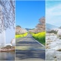 2023 벚꽃 개화 및 절정 시기 / 봄꽃 명소