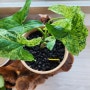 [심다] 식물 정리의 시작 : 흙 사기 (갑조네) / 만화경수국 · 미스 사오리 (국제원예종묘) & 싱고니움 모히또 (에그플랜츠) & 대유 응진싹 구입