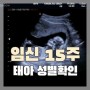 임신 15주 증상, 태아 성별 확인과 시기 판정법