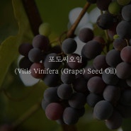 [화장품 성분 분석] 포도씨오일 (Vitis Vinifera (Grape) Seed Oil)