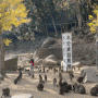벳부관광 > 타카사키야마 원숭이공원