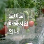 토마토 배송지연 안내