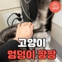 고양이 엉덩이 팡팡해도 될까?